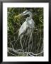 Great Blue Heron, Everglades National Park, Unesco World Heritage Site, Florida, Usa by Ethel Davies Limited Edition Print