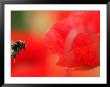 A Bumble Bee Hovers Over A Poppy Flower During A Summer Heat Wave In Santok, Poland, June 27, 2006 by Lech Muszynski Limited Edition Print