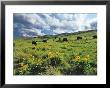 Bison Graze In Arrowleaf Balsamroot, National Bison Range, Moiese, Montana, Usa by Chuck Haney Limited Edition Print