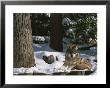 A Gray Wolf On A Sunny Winter Day by Taylor S. Kennedy Limited Edition Print