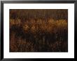 An Aerial View Of A Stand Of Trees In Autumn Colors by Raymond Gehman Limited Edition Pricing Art Print
