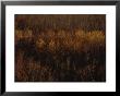 An Aerial View Of A Stand Of Trees In Autumn Colors by Raymond Gehman Limited Edition Print