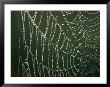 A Close View Of A Spiderweb by Joel Sartore Limited Edition Print