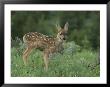 Mule Deer Fawn by Norbert Rosing Limited Edition Print