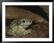 The Magnificent Tree Frog, L. Splendida by Nicole Duplaix Limited Edition Print