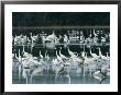 Egrets, Herons, Ibises And Pelicans Wade In The Water by Klaus Nigge Limited Edition Pricing Art Print