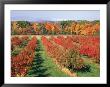 Fruit Orchard In The Fall, Columbia County, Ny by Barry Winiker Limited Edition Print