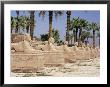 Avenue Of Sphinxes, Luxor Temple, Luxor, Thebes, Unesco World Heritage Site, Egypt by Gavin Hellier Limited Edition Pricing Art Print