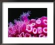 Jewel Anemones Cover The Rails Of Rainbow Warrior Ship Near Cavalli Islands, New Zealand by Jenny & Tony Enderby Limited Edition Pricing Art Print