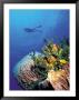 Scuba Diver Near Coral Wall, Bahamas by Shirley Vanderbilt Limited Edition Print