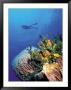 Scuba Diver Near Coral Wall, Bahamas by Shirley Vanderbilt Limited Edition Print