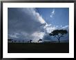 Sun Rays Break Through Clouds Over Acacia Trees On An African Plain by Roy Toft Limited Edition Print