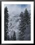 Scenic Of Snow-Covered Mountains And Fir Trees by Anne Keiser Limited Edition Pricing Art Print