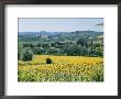 Field Of Sunflowers by Richard Nowitz Limited Edition Print