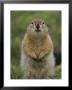 Portrait Of An Arctic Ground Squirrel With Dirt On Its Nose by Tom Murphy Limited Edition Print