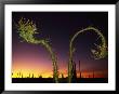 View At Twilight Of A Boojum Tree In Baja by Bill Hatcher Limited Edition Print