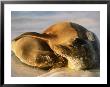 A Female Galapagos Sea Lion Cuddles Her Pup by Ralph Lee Hopkins Limited Edition Pricing Art Print