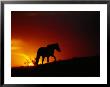 A View Of A Wild Horse Silhouetted By The Setting Sun by Raymond Gehman Limited Edition Print