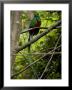 Male Resplendent Quetzal (Pharomachrus Mocinno) On A Tree Branch by Roy Toft Limited Edition Print