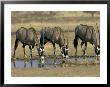 Gemsbok (Oryx) (Oryx Gazella) Drinking At Waterhole, Kalahari Gemsbok Park, South Africa, Africa by Steve & Ann Toon Limited Edition Print