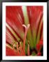 Detail Of Tropical Blossom, Chile by Brent Winebrenner Limited Edition Pricing Art Print