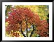 Pretty Pink-Colored Leaves On A Bonsai Japanese Maple Tree by Darlyne A. Murawski Limited Edition Print