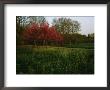 Spring View In Louisvilles System Of Olmsted Parks And Parkways by Melissa Farlow Limited Edition Print