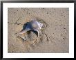 A Conch Shell Lies In The Sand by Stephen Alvarez Limited Edition Print