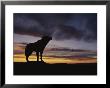 Howling Wolf Silhouetted Against Sunset Sky by Norbert Rosing Limited Edition Print