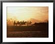 Silhouette Of Stockman And Cattle,South Australia, Australia by John Hay Limited Edition Print
