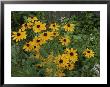A Close View Of Black-Eyed Susans by Michael S. Lewis Limited Edition Print
