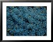 Beautiful Blue-Colored Coral Polyps Festoon A Branch by Wolcott Henry Limited Edition Pricing Art Print