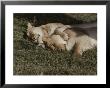 A Pair Of Lions Sleep Next To Each Other by Jodi Cobb Limited Edition Pricing Art Print
