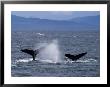 Humpback Whales Dive For Food In Chatham Strait by Ralph Lee Hopkins Limited Edition Print