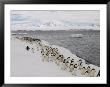 Chin Strap Penguins March Along The Icy Coast Of Antarctica by Ralph Lee Hopkins Limited Edition Print