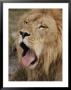 Male African Lion With Its Mouth Wide Open by Joseph H. Bailey Limited Edition Pricing Art Print