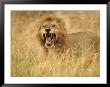 A Snarling Male African Lion In Tall Grass (Panthera Leo) by Roy Toft Limited Edition Pricing Art Print