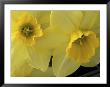 Daffodils, Cache Valley, Utah, Usa by Scott T. Smith Limited Edition Print