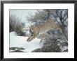 A Bobcat Leaps With A Horned Lark In Its Mouth by Michael S. Quinton Limited Edition Pricing Art Print
