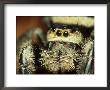Jumping Spider, Phidippus Audax Florida, Ocala National Forest by David M. Dennis Limited Edition Print