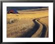 Roadway Through Wheat To Barn, Near Moscow, Idaho, Usa by Darrell Gulin Limited Edition Print