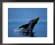 Breaching Humpback Whale, Inside Passage, Southeast Alaska, Usa by Stuart Westmoreland Limited Edition Print