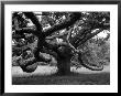 Giant Oak Tree On Martha's Vineyard by Alfred Eisenstaedt Limited Edition Pricing Art Print