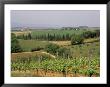 Vines And Vineyards On Rolling Countryside In The Heart Of The Chianti District North Of Siena by Pearl Bucknall Limited Edition Print