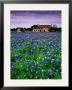 Field Of Blubonnets, Marble Hill Area, Texas by Richard Cummins Limited Edition Print