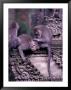 Long-Tailed Macaques In Sacred Monkey Forest, Bali, Indonesia by Paul Souders Limited Edition Print
