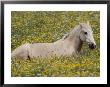 A Domestic Horse Rests In A Meadow Of Little Yellow And White Flowers by Annie Griffiths Belt Limited Edition Print