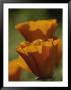 Close View Of California Poppies by Marc Moritsch Limited Edition Print