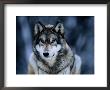 Gray Wolf At The International Wolf Center Near Ely by Joel Sartore Limited Edition Print