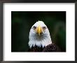 American Bald Eagle by Norbert Rosing Limited Edition Print